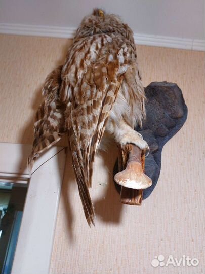 Чучело совы