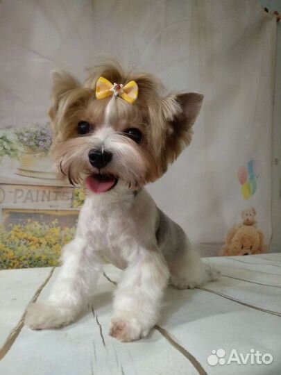 Стрижка собак и кошек