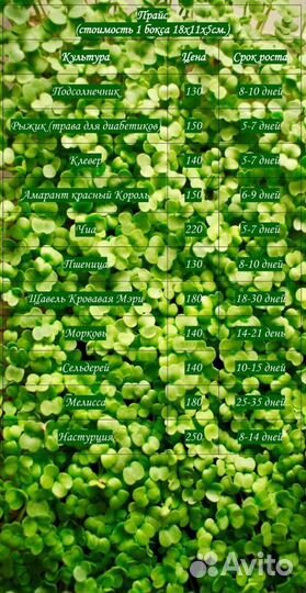 Витграсс и Микрозелень