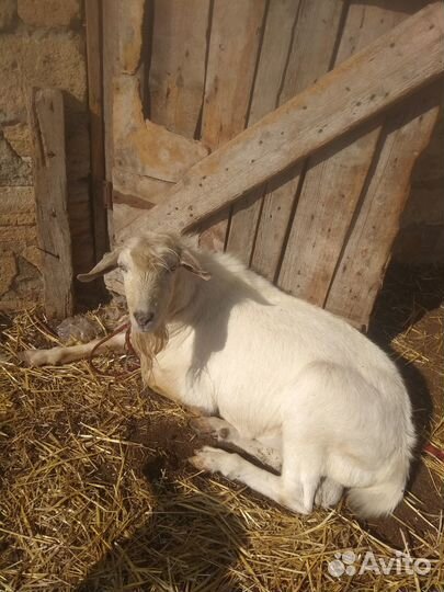 Продаются козы: молодняк, козлы