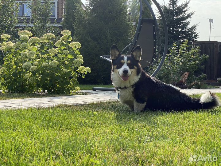 Передежка животных