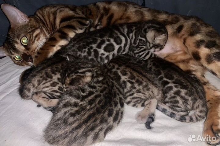 Бенгальские леопардики с крупными пятнами