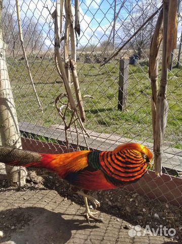 Фазан красное золото