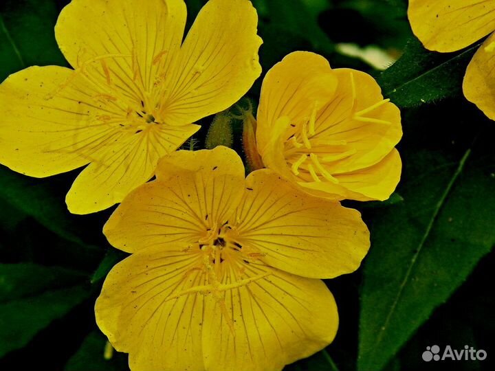 Уличные растения