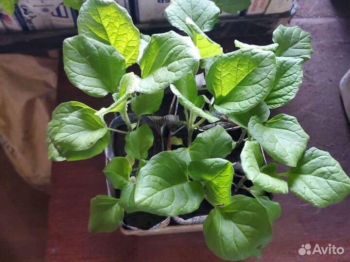 Рассада баклажан