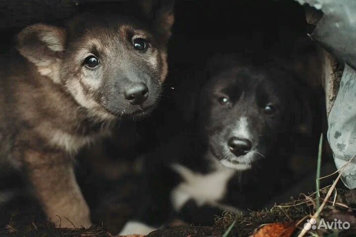 Собака в добрые руки щенок