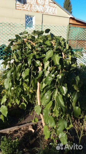 Шелковица плакучая, штамбовые деревья