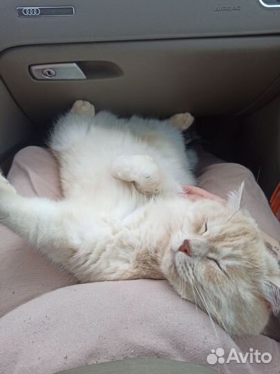 Котоняня/зооняня