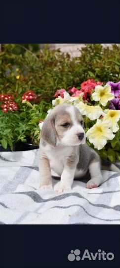 Щенки бигль