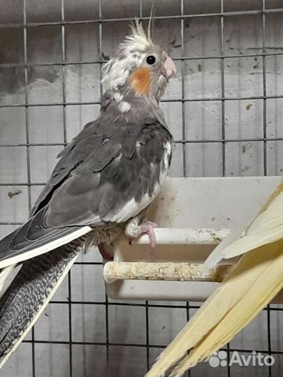 Птенцы кореллы