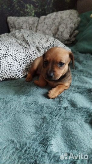 Кроличья такса