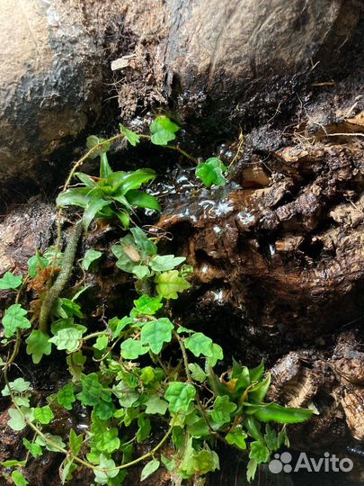 Оформленный террариум Exo terra