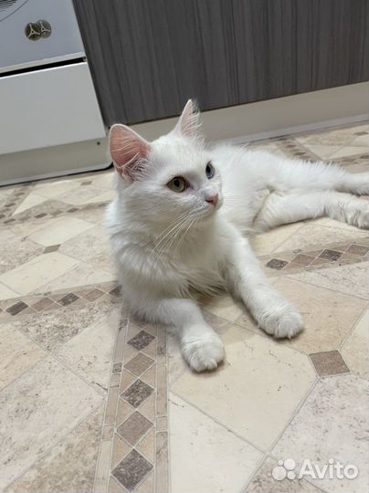 Турецкая ангора