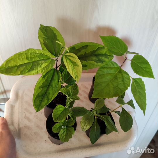 Клеродендрум, Хойя, Паветта