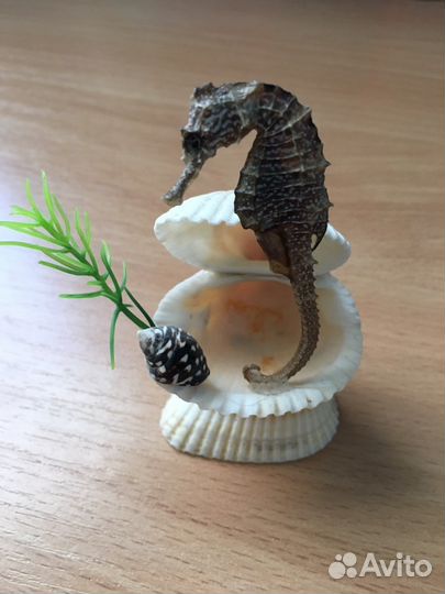 Ракушки,камни для интерьера и аквариума