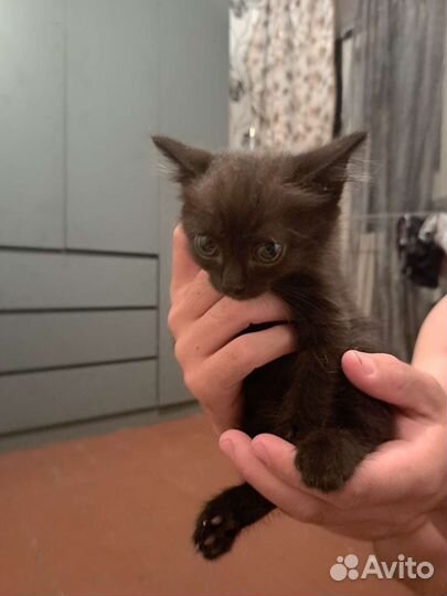 Котята бесплатно