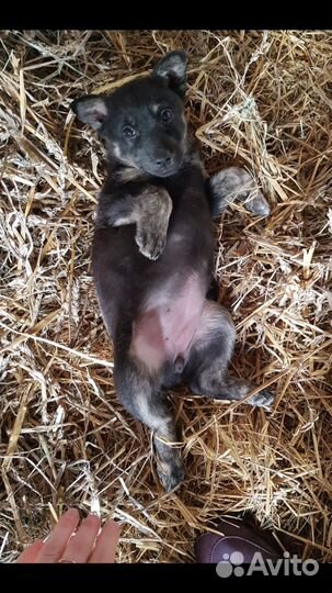 Нежная Кнопочка ищет дом