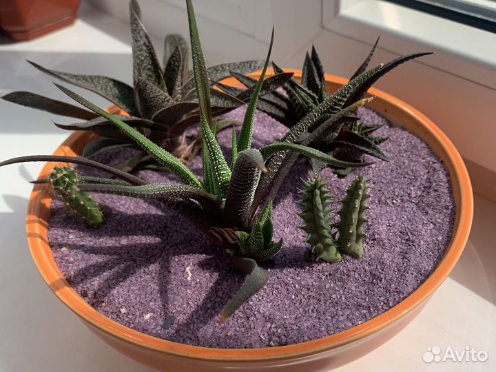 Суккуленты в керамическом горшке
