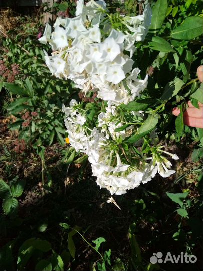 Флоксы белые