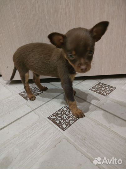 Той-терьер щенок