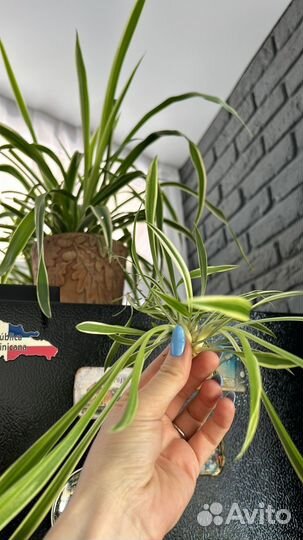 Хлорофитум росток