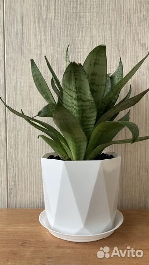 Сансевиерия