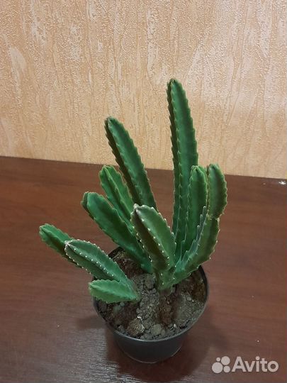 Цветы разные бесплатная доставка