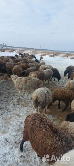 Овцы