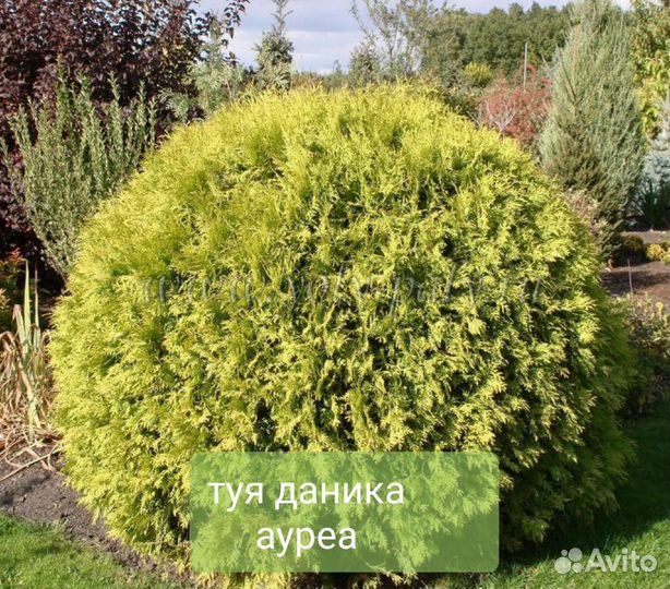 Туя Даника Ауреа, Голден Глобе, Ель Альберта Глоуб