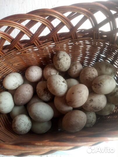 Индийский бегунок утята и инкубационное яйцо