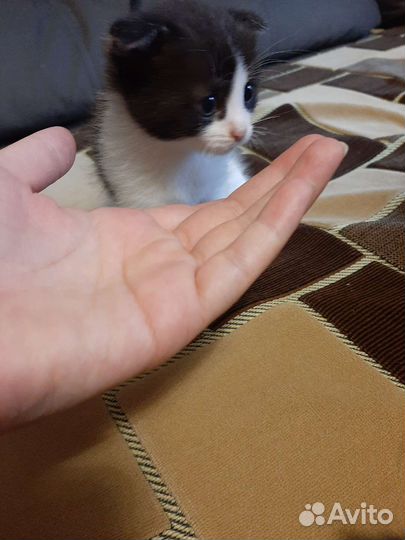 Кошка в дар бесплатно