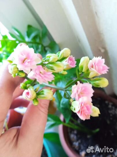 Продам цветы комнатные