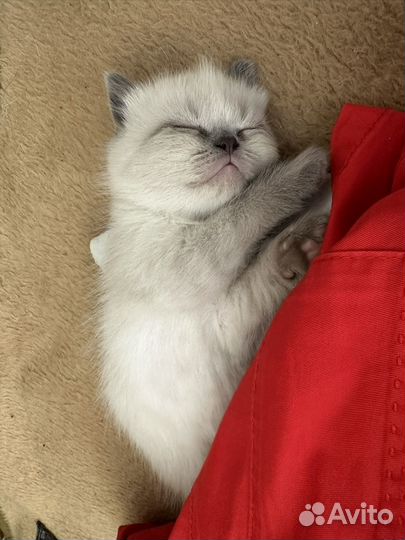 Котята Невская маскарадная