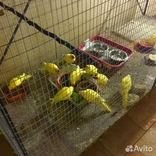 П О П У Г А И