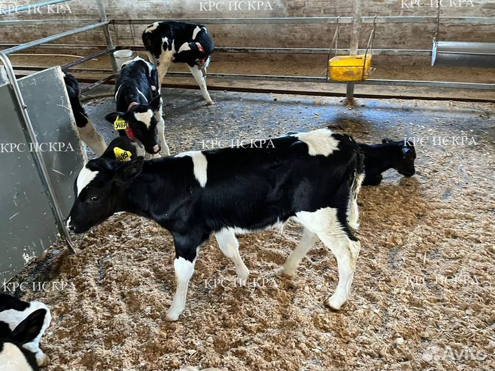 Бычки и телята на откорм 1-3 мес