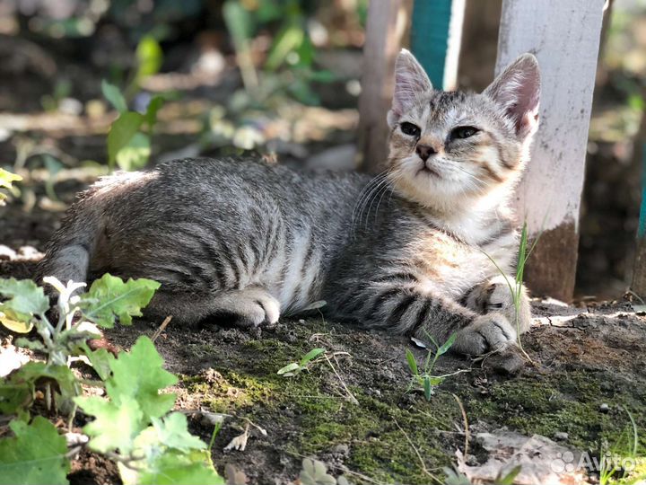 Котята девочка и мальчик в добрые руки