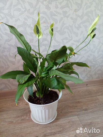 Спатифилиум