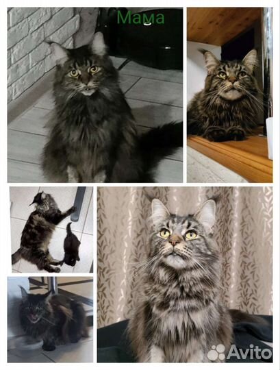 Котята Мейн-кун