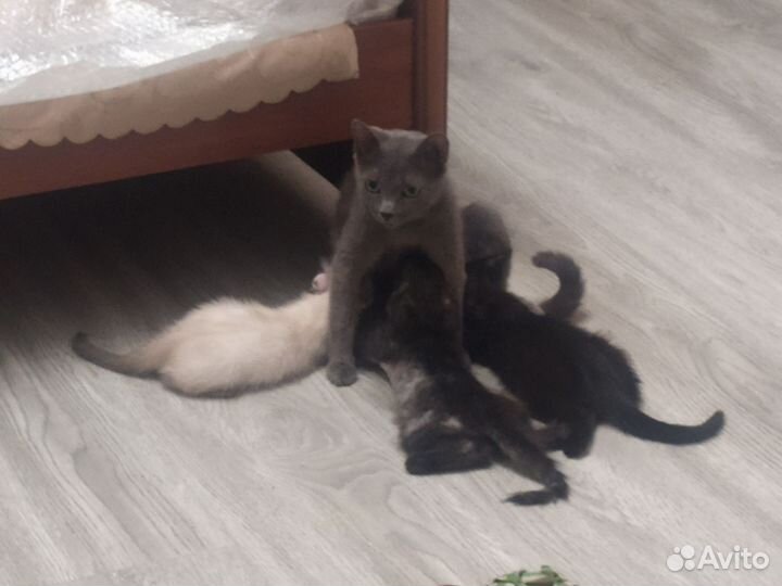 Котик мальчик мама британка