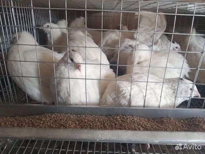 Инкубационное яйцо Техаских перепелов