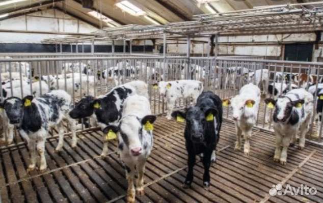 Телята бычки