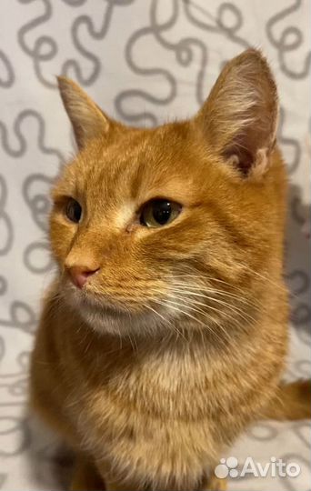 Рыжий кот