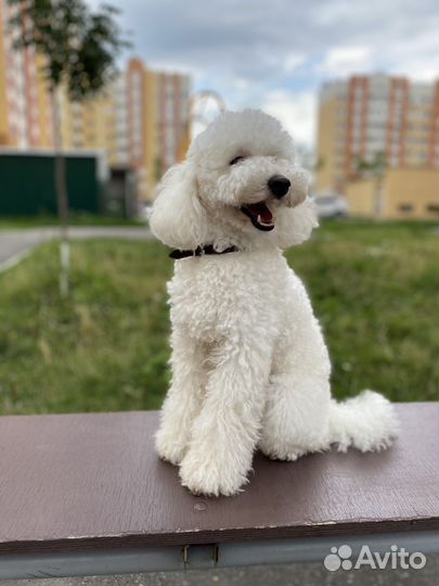 Пудель вязка