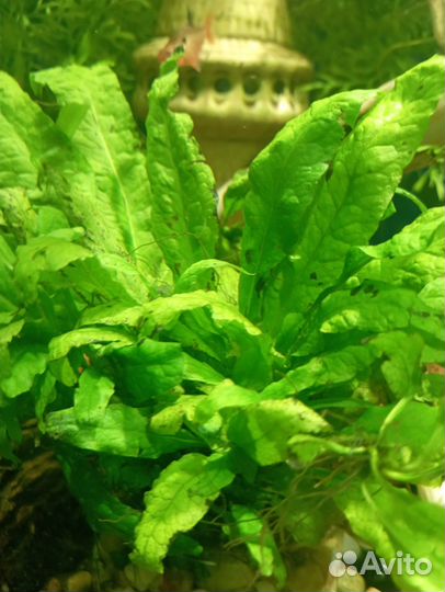 Аквариумные растения