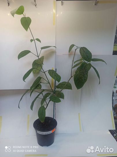 Филодендрон кордилина бамбук спатифиллум