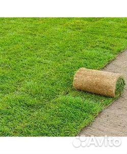 Продажа Рулонного газона