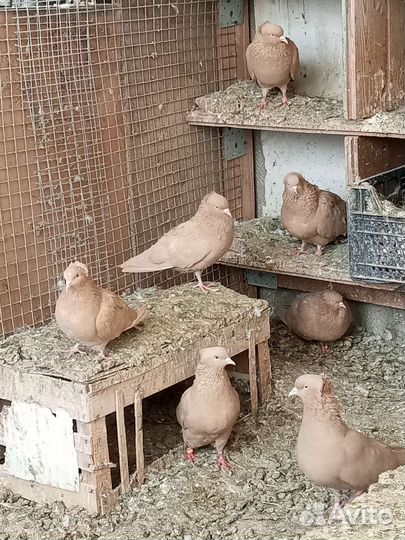 Продажа бакинских голубей