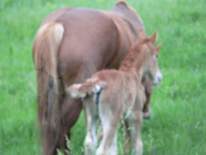 Участок 1,6 га (СНТ, ДНП)