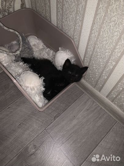 Отдам котенка