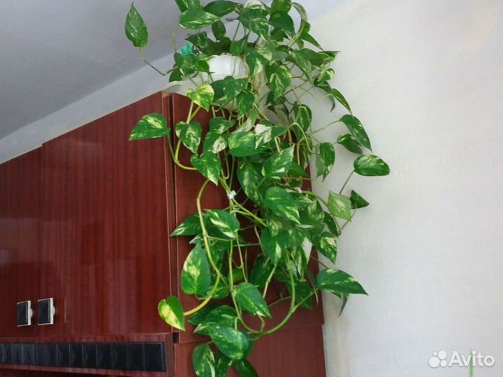 Сциндапсус золотистый, эпипремнум